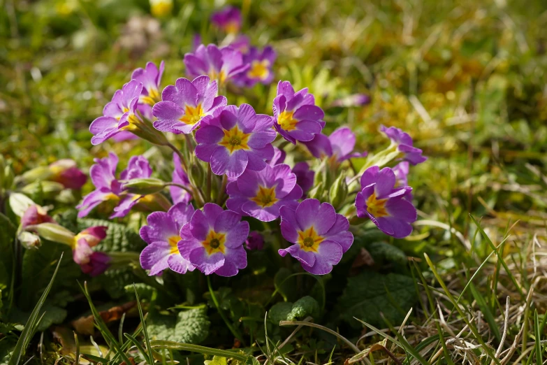 some pretty purple flowers are growing in the grass