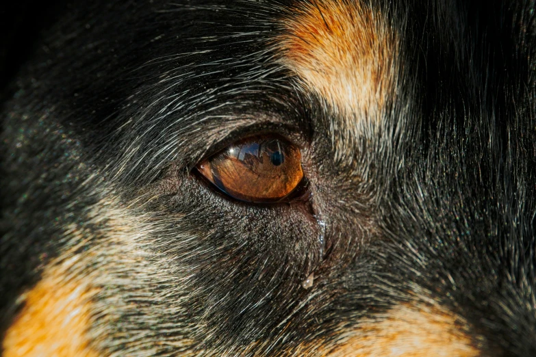 a black dog's eye is looking into the distance