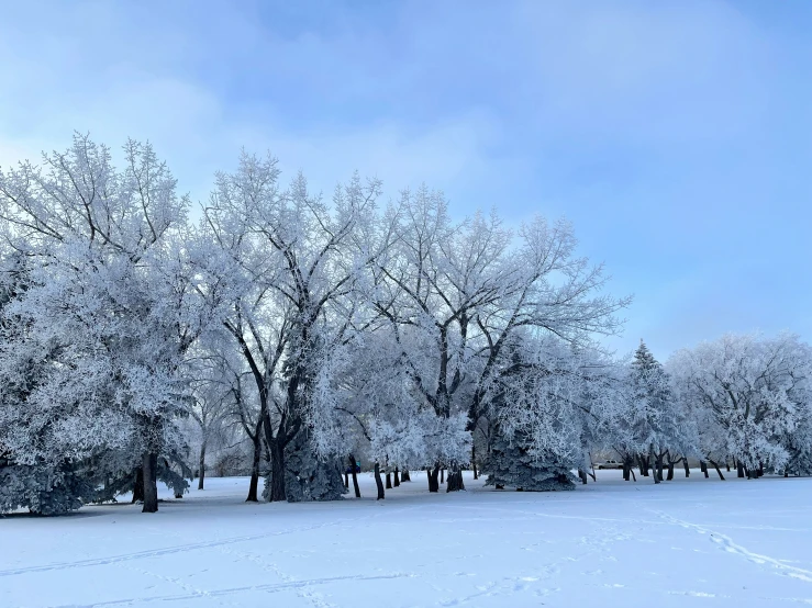 a snow covered field with many trees and bushes