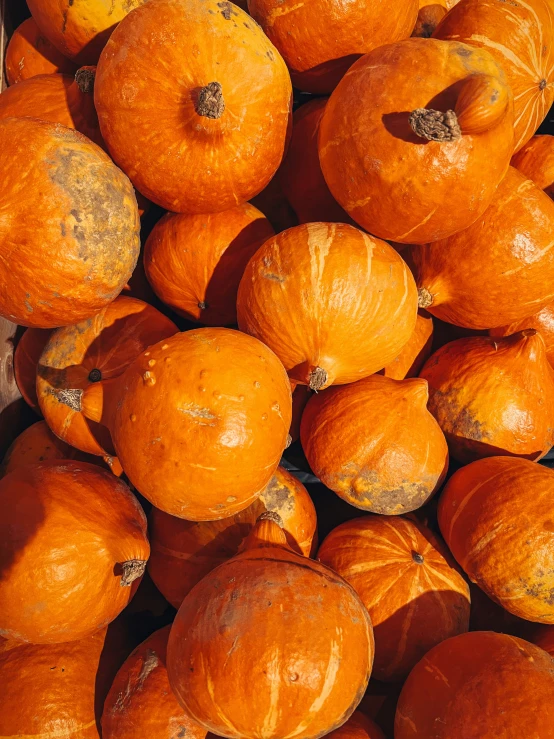 a pile of pumpkins sits in the sunshine