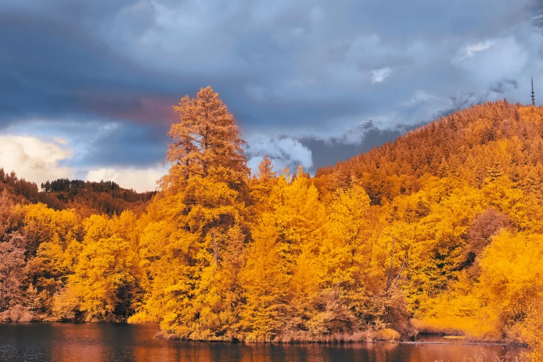 trees line the shoreline in a fall scene