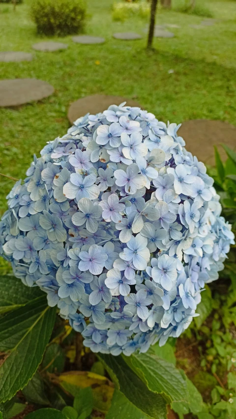 blue flower is blooming in front of a path