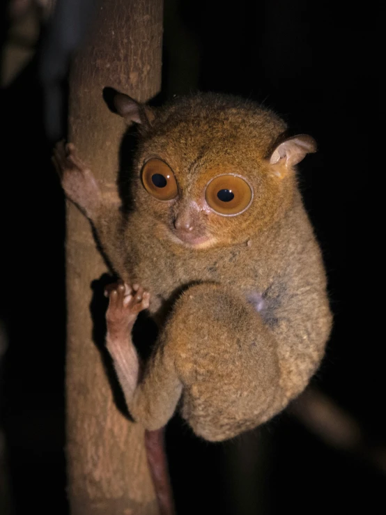 a close up view of a little animal on a tree