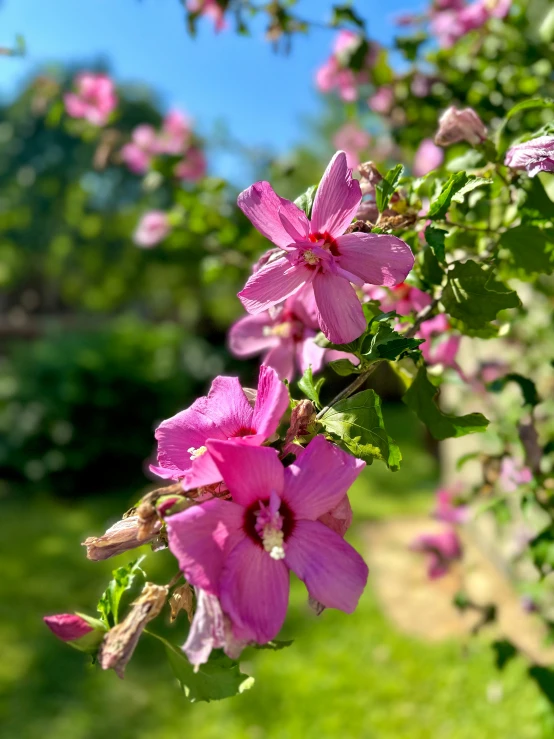 a bush with pink flowers on it outside