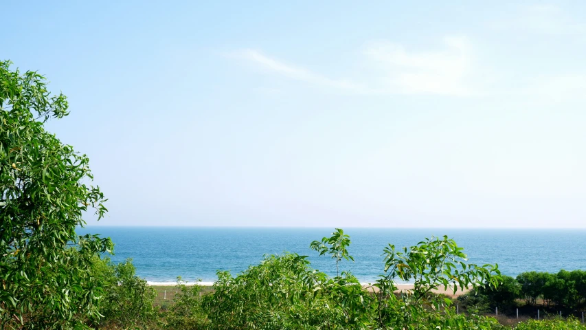 trees in the foreground with sea in background