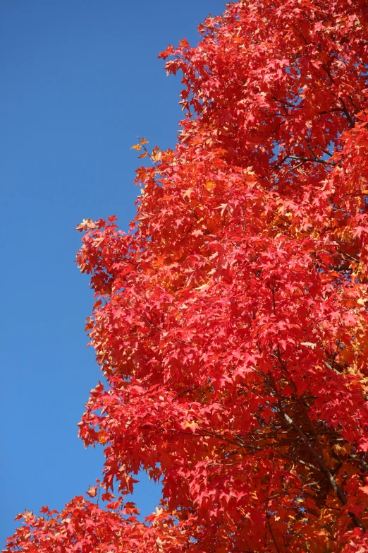 the red leaves are really pretty against the blue sky