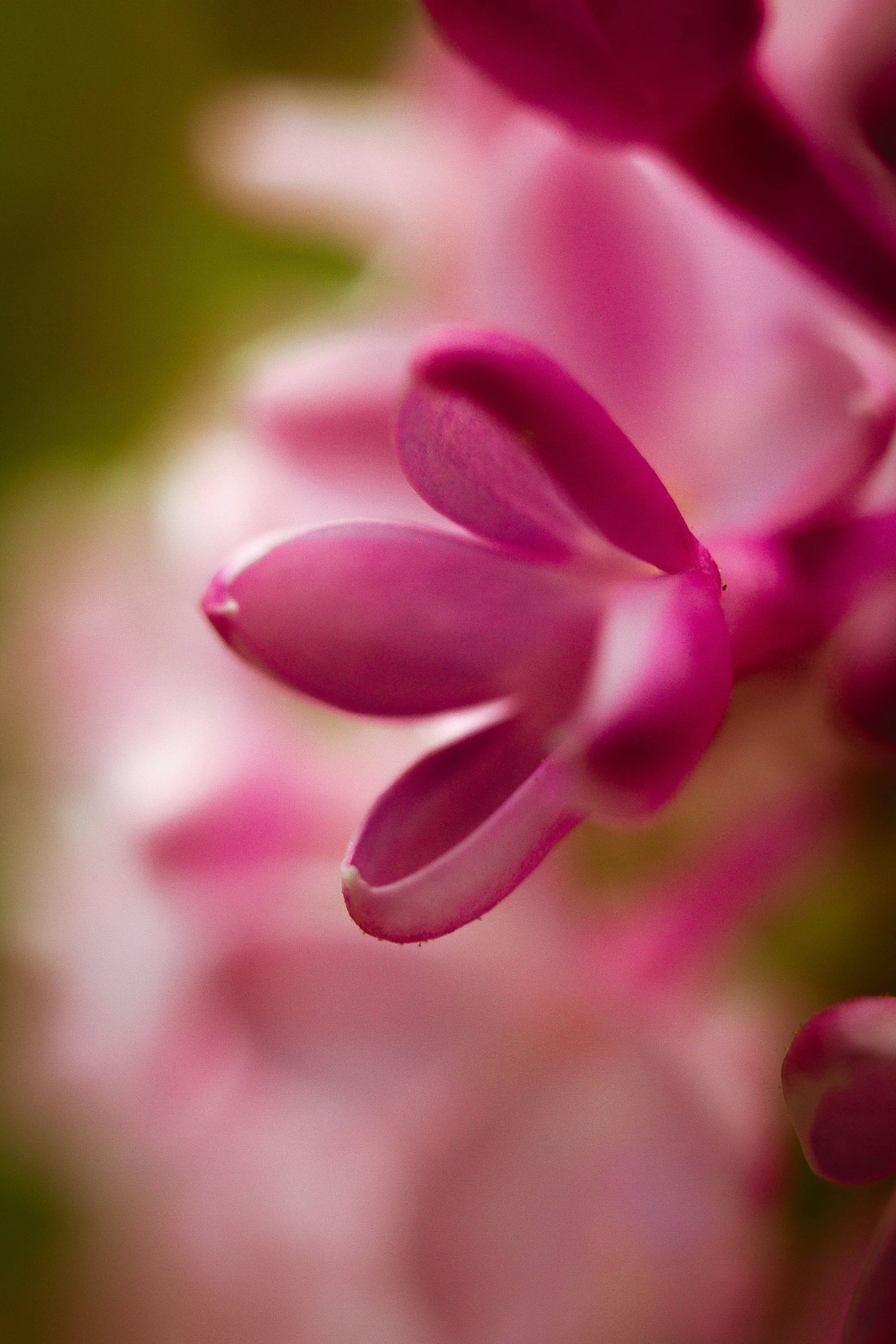 a close up view of a flower on the stalk