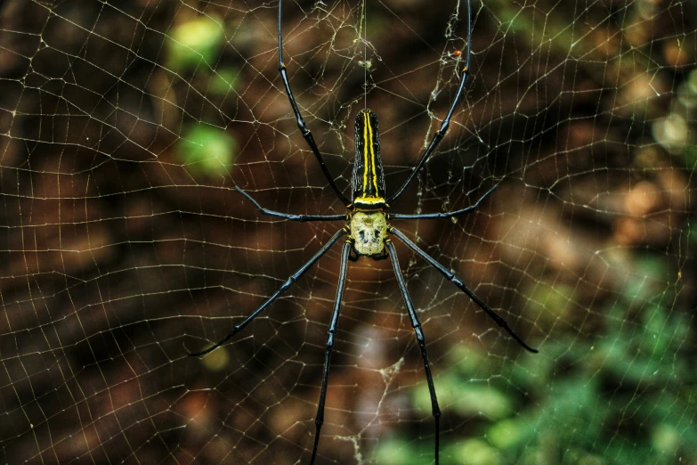 a close up of a spider's net