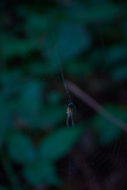 a large spider with it's legs crossed in front of a green background