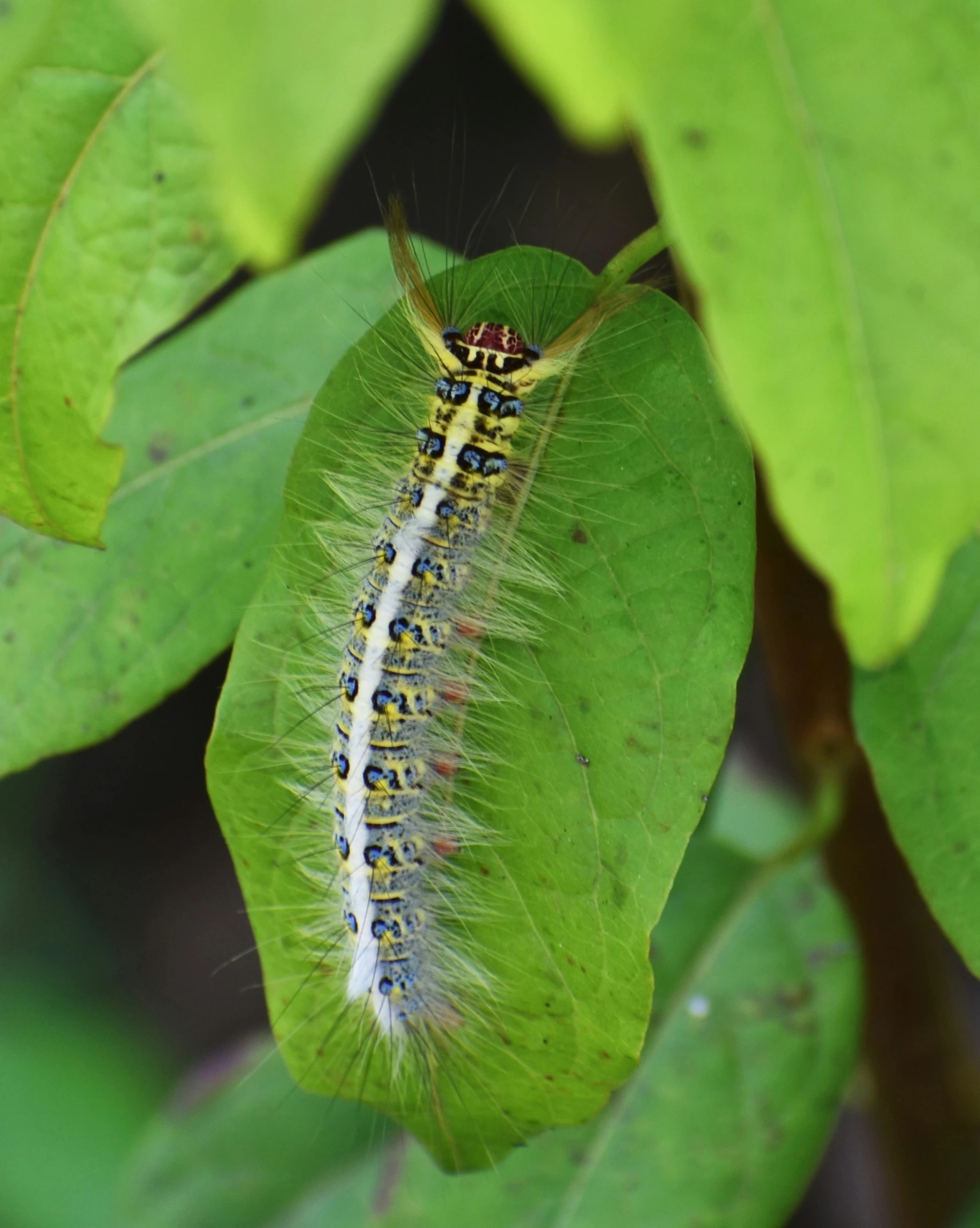 the caterpillar is sitting on the green leaf