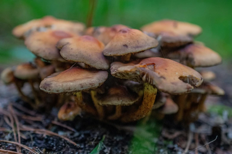 a group of mushrooms that are growing on a ground