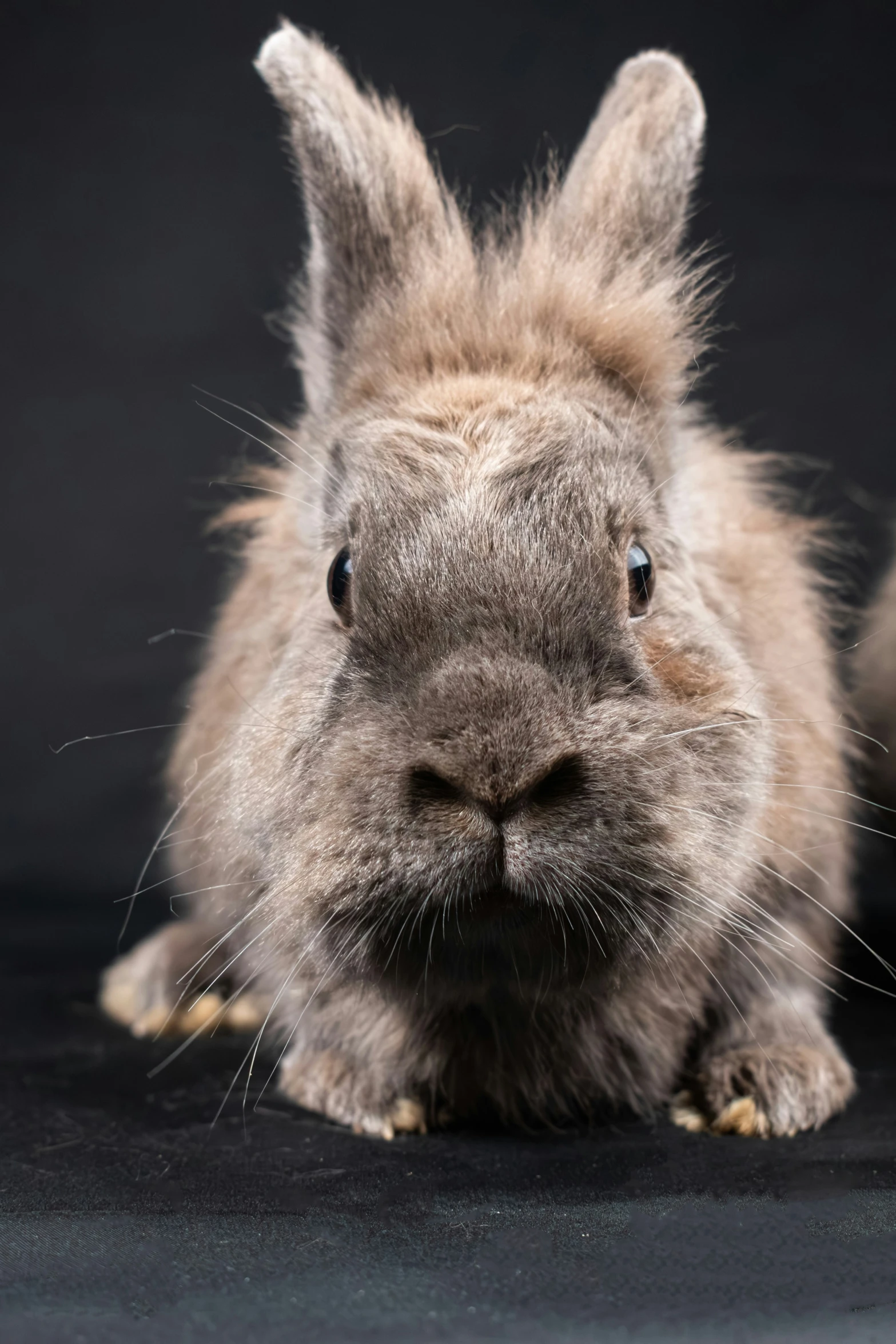 an adorable gray bunny rabbit sitting in front of a camera