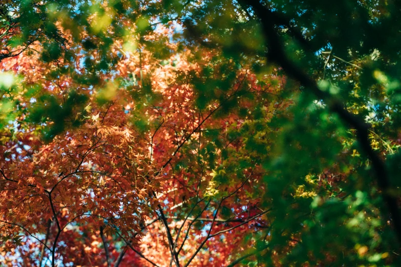 a tree that is in the middle of the woods