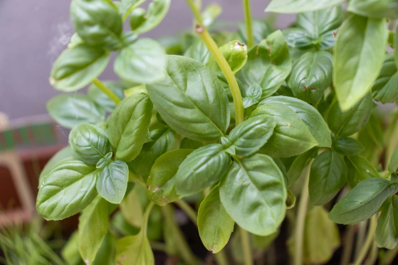 a plant that has green leaves and some water