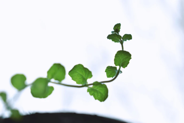 a close up of a plant with green leaves