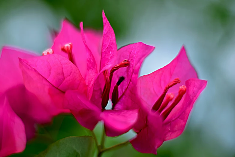 a pink rose that has been budding very bright