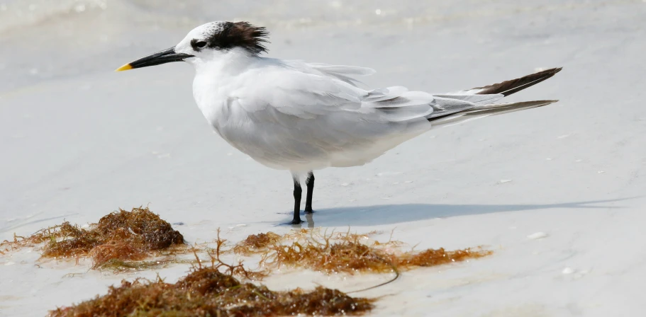 a small bird is standing in the sand