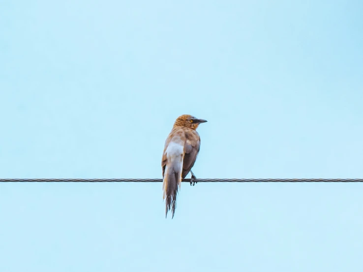 a bird sitting on top of a wire