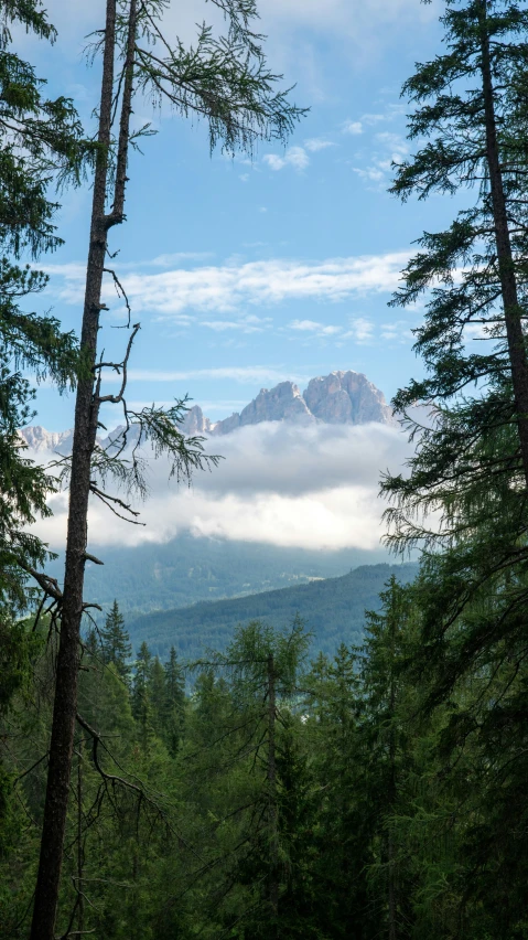 an image of a forest that is in the middle of nowhere