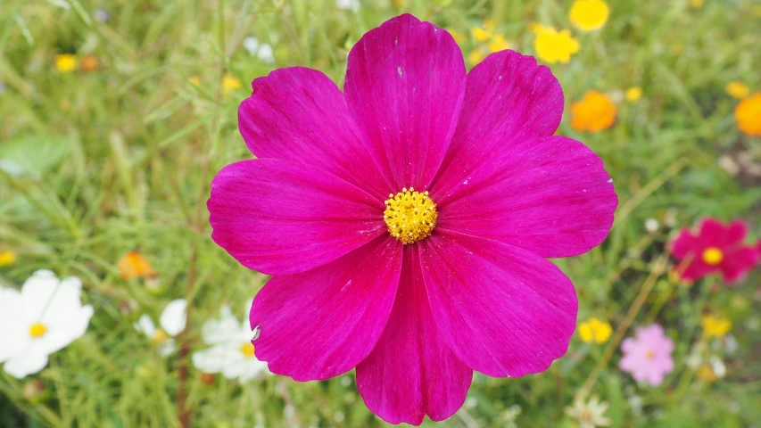 a pretty pink flower surrounded by flowers