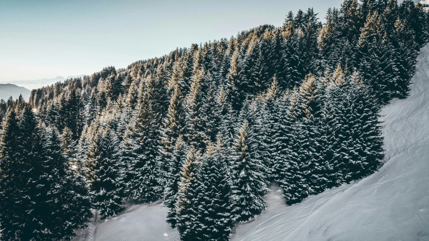 a line of trees on a snowy hill