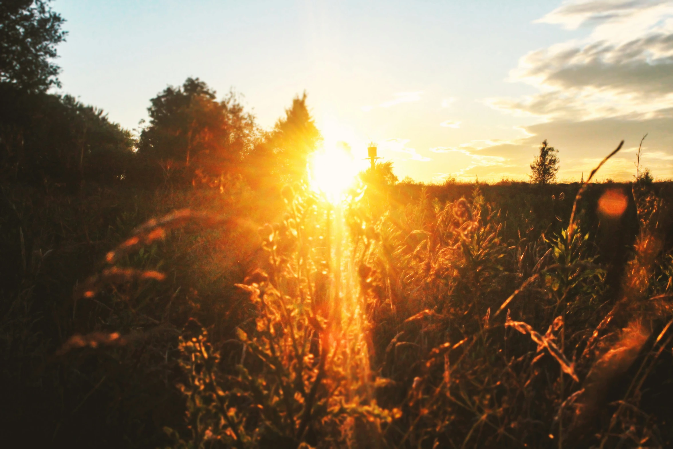 the sun is setting behind a tall grass bush