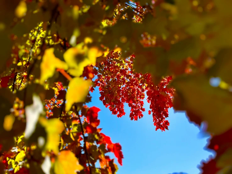 a colorful nch against the blue sky has lots of oranges and browns