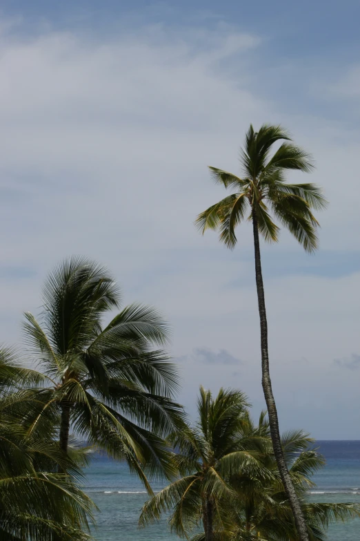 three coconut trees and the ocean on a sunny day