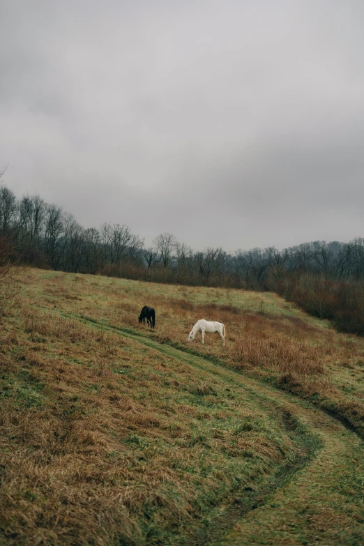 two horses are eating from the grass on the hill