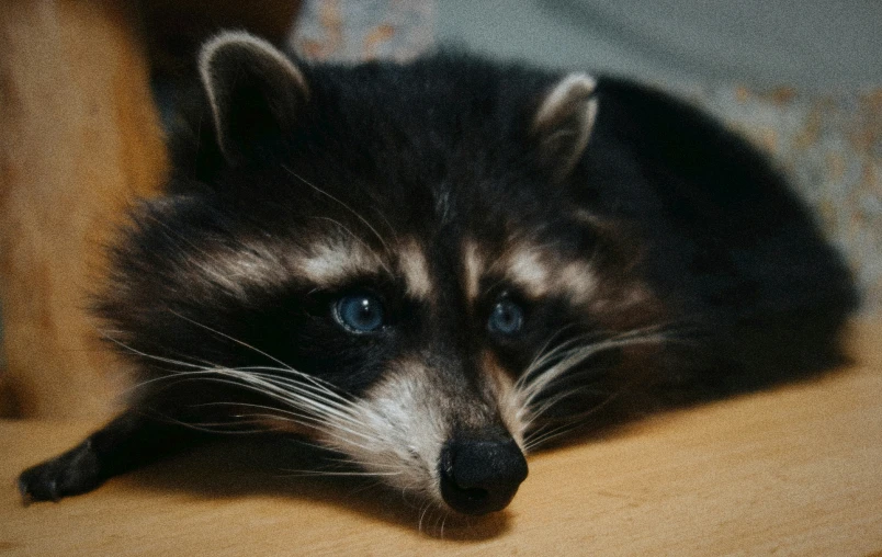 a close up of a rac on a table