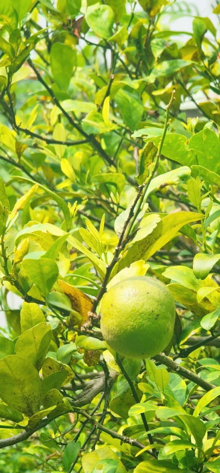 a fruit tree in the afternoon light with fruits in bloom