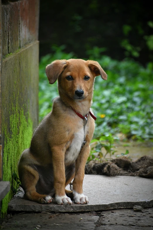 the little dog is sitting on the cement