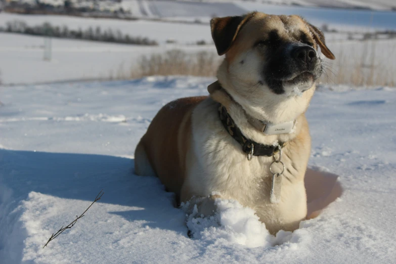 a very cute small dog laying in the snow