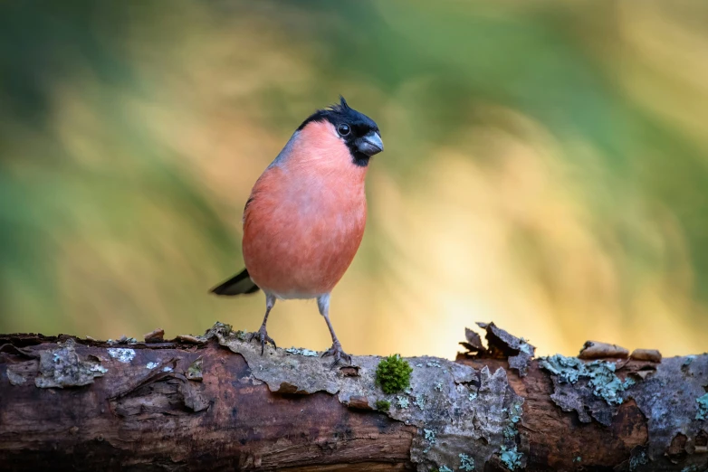 a small bird with orange and black feathers standing on a nch