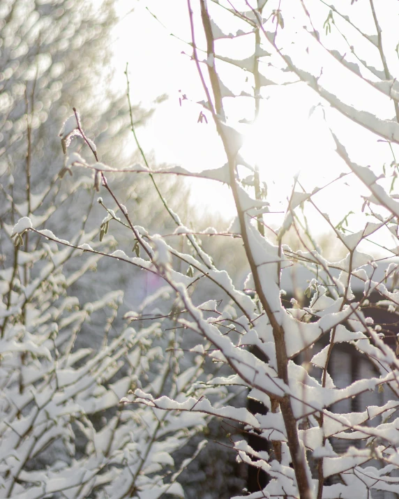 a small tree covered in snow near many trees