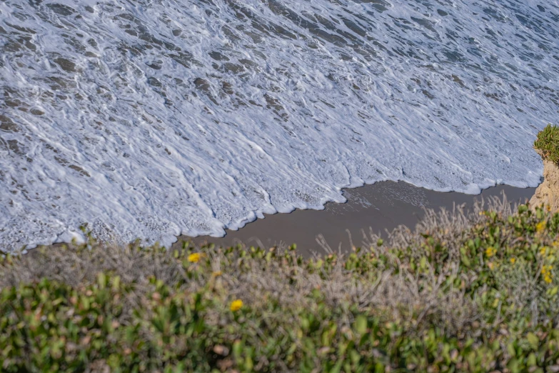 an animal standing on the side of a cliff