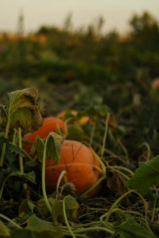 two orange pumpkins with green stems sticking out from the ground