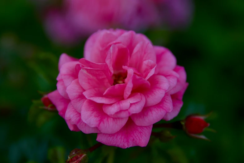 a very pretty pink flower blooming on a bush