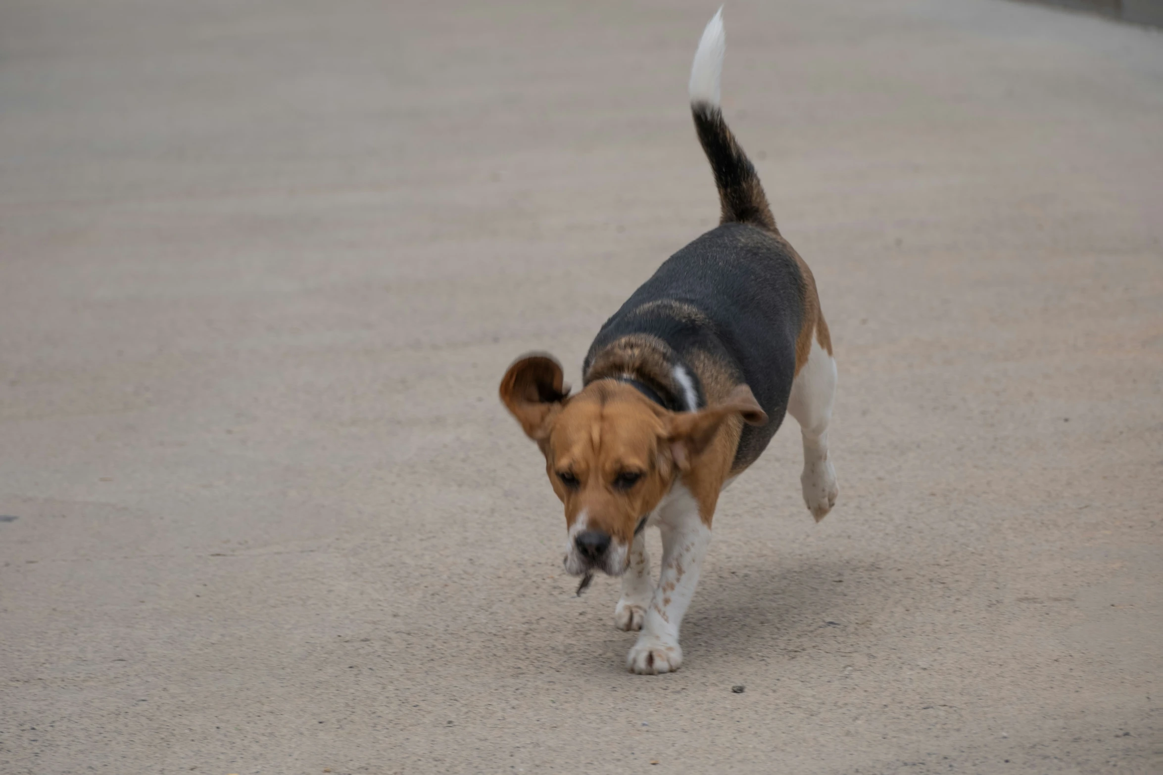 a brown and black dog running on a concrete surface