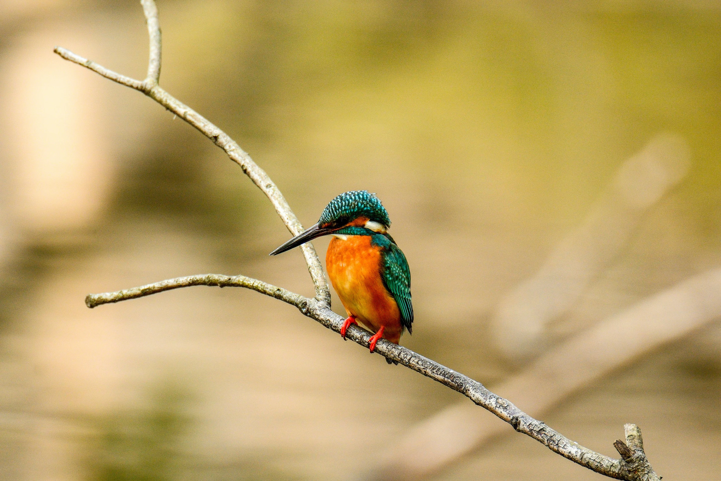 a bird sitting on a nch outside of its enclosure