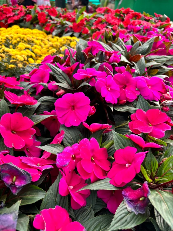 flowers that are all in the same pot