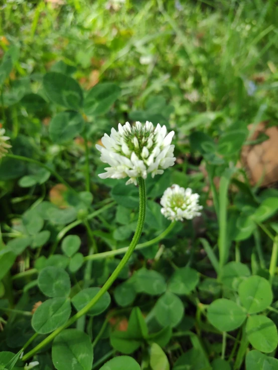 a white flower grows in the grass
