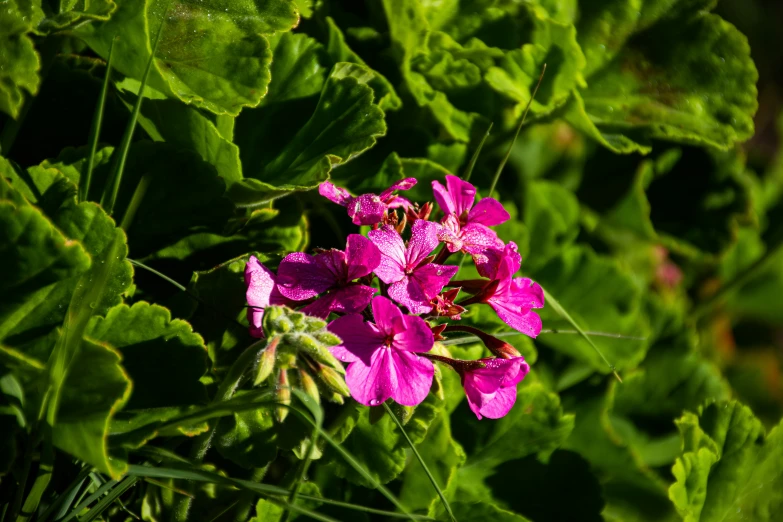 pink flower in a field with green leaves