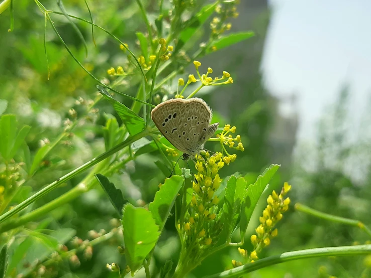 the erfly is standing on the plant, staring at the camera