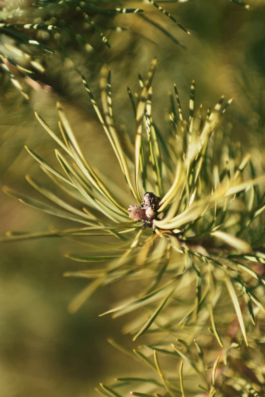 a pine that is on the nches with needles