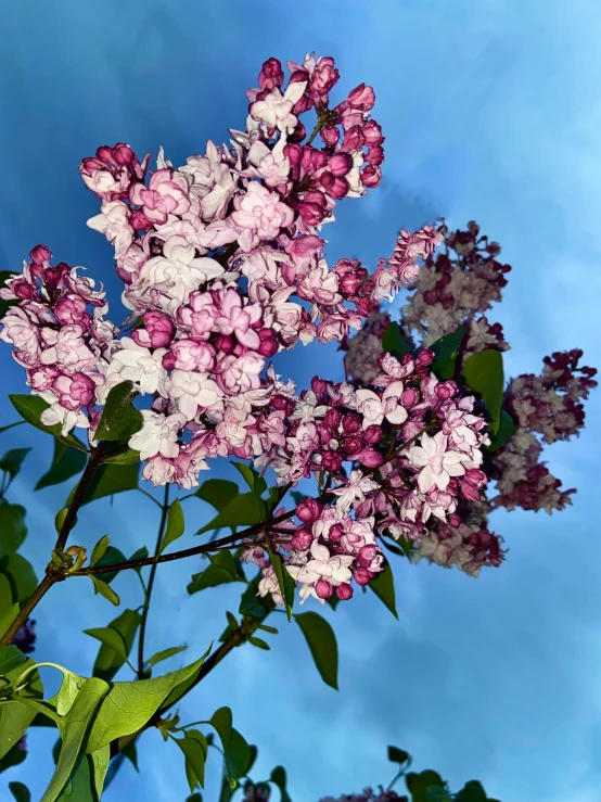 a pink and white flower plant in a field