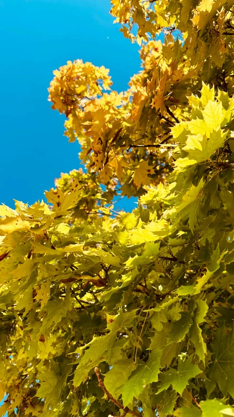 a very bright yellow tree with lots of leaves