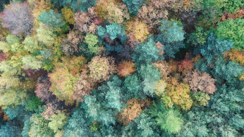 the top view of trees with colorful leaves