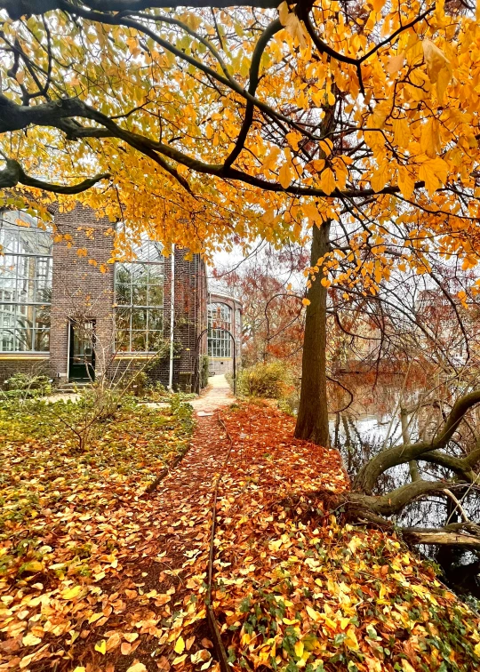 a path of autumn leaves next to a large pond