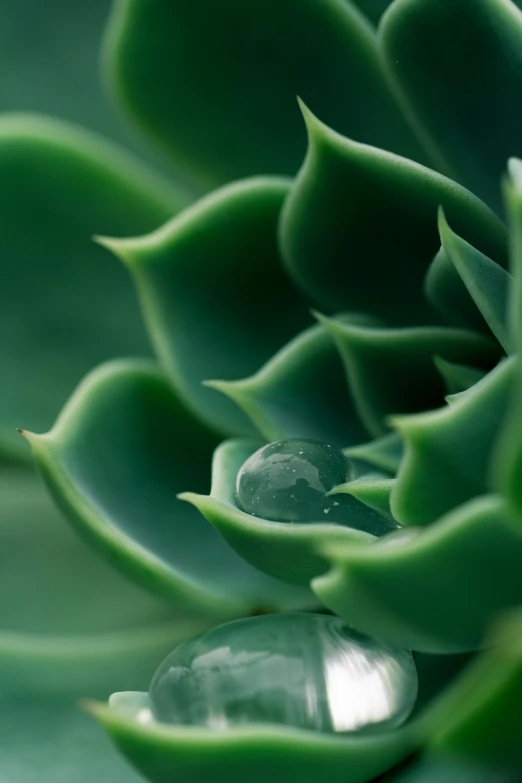 green leaves with drops of water